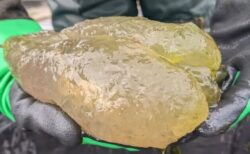 アメリカの湖でゼラチン状の謎の塊を発見、その正体とは？