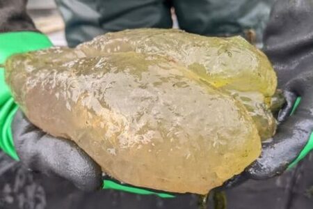 アメリカの湖でゼラチン状の謎の塊を発見、その正体とは？