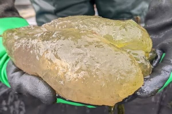 アメリカの湖でゼラチン状の謎の塊を発見、その正体とは?