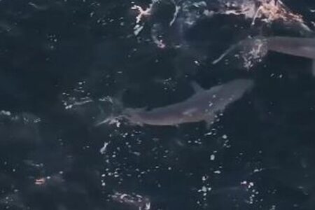 恐ろしい光景！無数のサメが海で群がるドローン映像【動画】