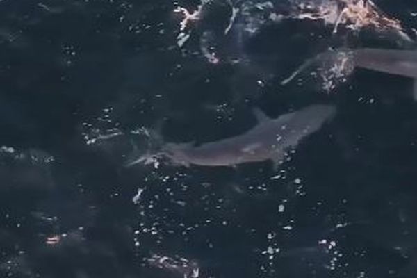恐ろしい光景!無数のサメが海で群がるドローン映像【動画】
