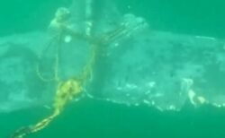 オーストラリア沖で、ロープに絡まったザトウクジラを救出【動画】