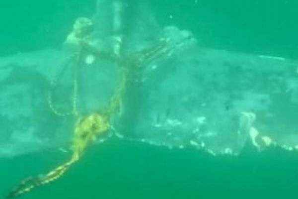 オーストラリア沖で、ロープに絡まったザトウクジラを救出【動画】