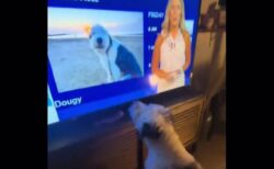 テレビに映る自分の姿を見たワンコ、興奮して吠える【動画】
