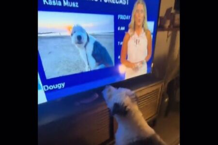 テレビに映る自分の姿を見たワンコ、興奮して吠える【動画】