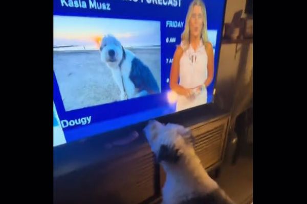 テレビに映る自分の姿を見たワンコ、興奮して吠える【動画】
