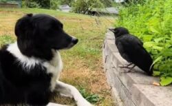 カラスと仲の良いボーダーコリー、いつも庭で一緒に遊ぶ【動画】