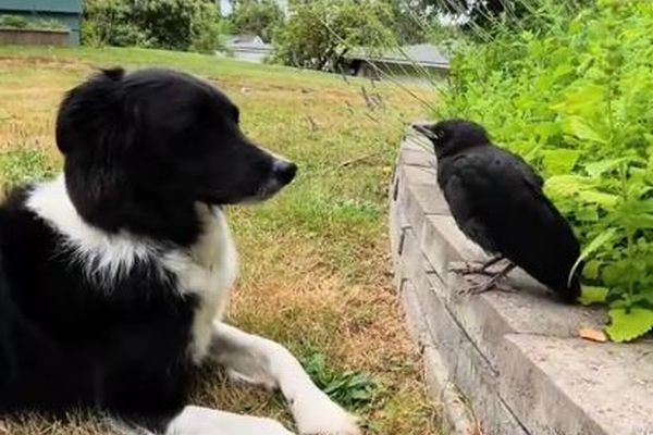 カラスと仲の良いボーダーコリー、いつも庭で一緒に遊ぶ【動画】