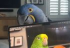 飼い主と「いないいないばあ」をする、賢いインコが可愛い【動画】