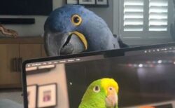飼い主と「いないいないばあ」をする、賢いインコが可愛い【動画】