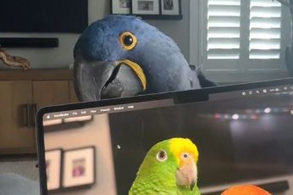 飼い主と「いないいないばあ」をする、賢いインコが可愛い【動画】