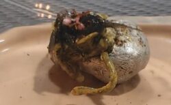隕石の中からエイリアンが誕生？触手が蠢くような動画が話題に