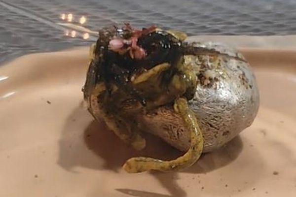 隕石の中からエイリアンが誕生？触手が蠢くような動画が話題に