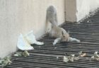 猛暑でリスも大変、換気口の上に寝そべる【動画】