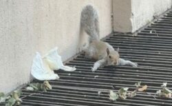 猛暑でリスも大変、換気口の上に寝そべる【動画】