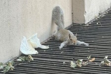 猛暑でリスも大変、換気口の上に寝そべる【動画】
