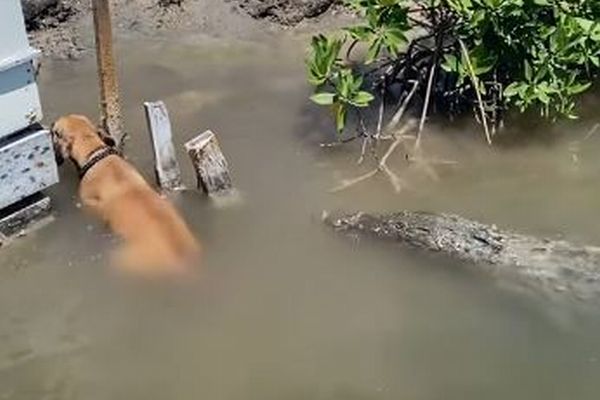 危機一髪！川に飛び込んだワンコ、ワニに襲われそうになる【動画】