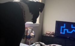 ちょっと恐ろしい動画を見ていたワンコ、飛び上がって逃げる【動画】