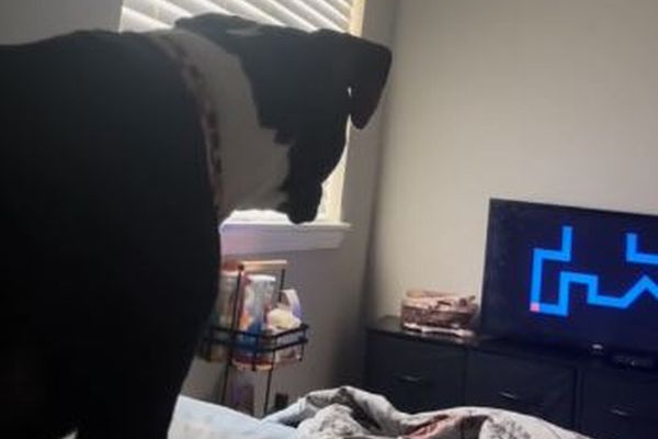 ちょっと恐ろしい動画を見ていたワンコ、飛び上がって逃げる【動画】