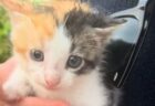 アメリカの遊園地で高架橋に幼い子供、歩く姿に人々が冷や冷や【動画】