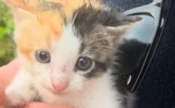 結婚式場を見に行ったカップル、偶然子猫に出会い、飼うことに