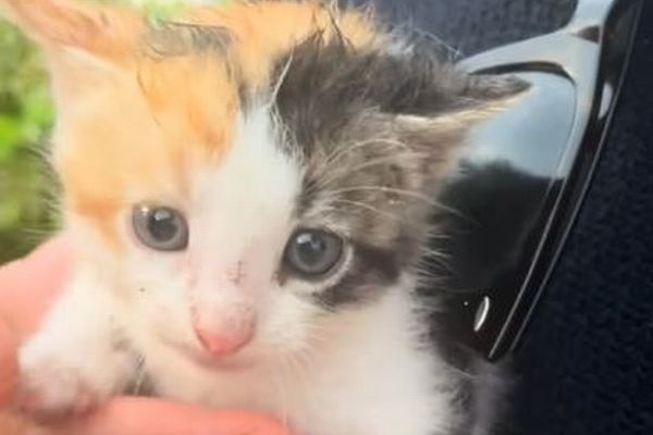 結婚式場を見に行ったカップル、偶然子猫に出会い、飼うことに