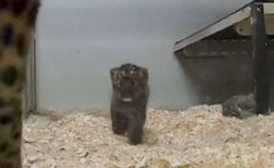 絶滅危惧種のアムールヒョウの赤ちゃんが誕生、動物園が可愛い動画を公開