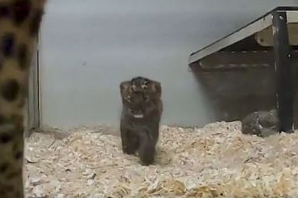 絶滅危惧種のアムールヒョウの赤ちゃんが誕生、動物園が可愛い動画を公開
