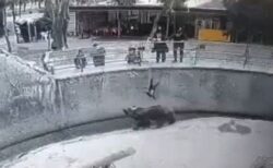 動物園でクマの囲いの中に娘を投げ込んだ母親、3年後に同じ娘を刺殺