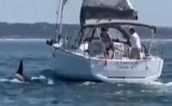 ポルトガル沖で、シャチに襲われたヨットが沈没【動画】
