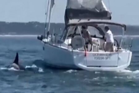 ポルトガル沖で、シャチに襲われたヨットが沈没【動画】