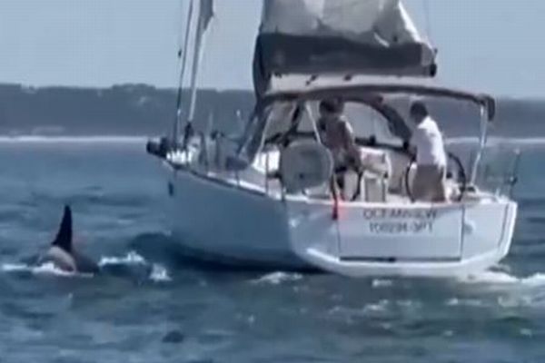 ポルトガル沖で、シャチに襲われたヨットが沈没【動画】