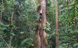 アマゾンの熱帯雨林の樹木が大型化、気候変動の影響