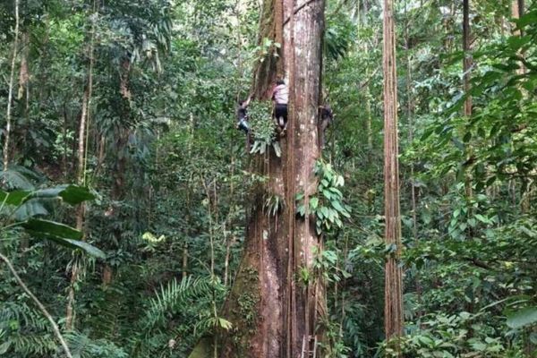 アマゾンの熱帯雨林の樹木が大型化、気候変動の影響