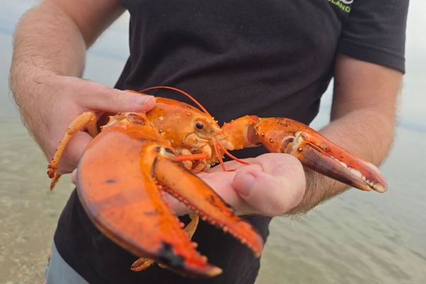 茹でられていないのにオレンジ色、稀少なロブスターを保護