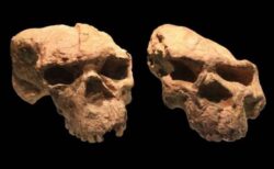ホモ・サピエンスがアフリカ以外で出現した可能性、100万年前の頭蓋骨を分析