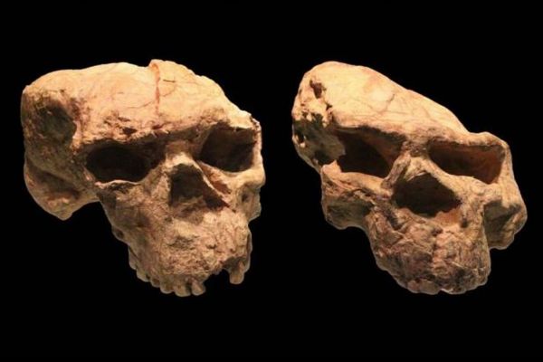 ホモ・サピエンスがアフリカ以外で出現した可能性、100万年前の頭蓋骨を分析