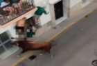 スペインの祭りで、路上にいた男性が牛の角に何度も刺され死亡