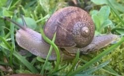 4万匹に1匹！殻が左に巻かれたカタツムリ、恋愛のジレンマに直面