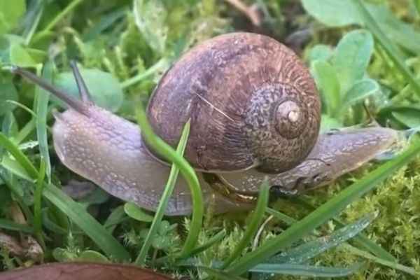 4万匹に1匹!殻が左に巻かれたカタツムリ、恋愛のジレンマに直面