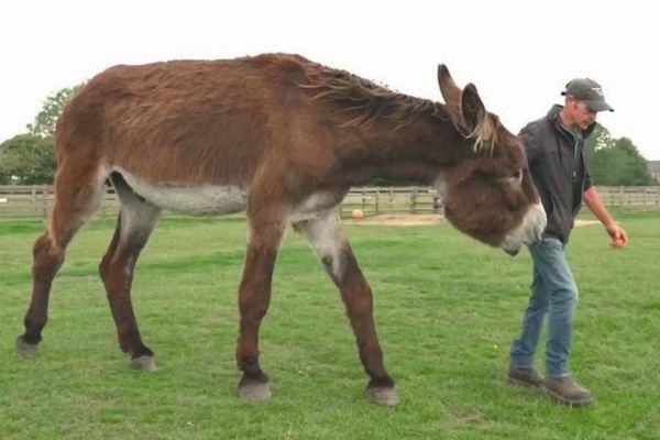 身長が167cmもある大きなロバ、ギネス世界記録に認定