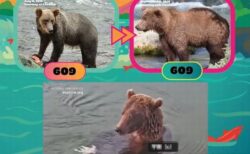 第11回「ファット・ベア・ウィーク」が開幕、太ったクマたちが競う