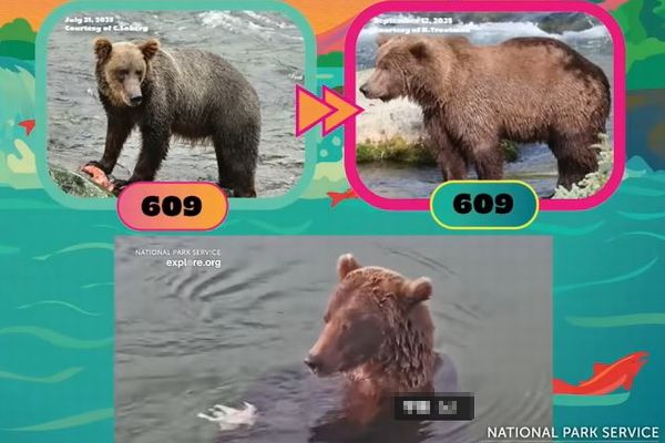 第11回「ファット・ベア・ウィーク」が開幕、太ったクマたちが競う