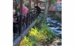 レストランに侵入しようとするクマ、客たちが怯えて逃げる【動画】