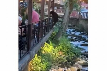 レストランに侵入しようとするクマ、客たちが怯えて逃げる【動画】
