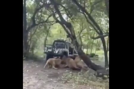 飼育員がライオンに生きたまま食われ、サファリパークの観光客が撮影