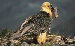 ワシの巣から、600年前の遺物が多数見つかる【スペイン】