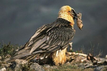 ワシの巣から、600年前の遺物が多数見つかる【スペイン】