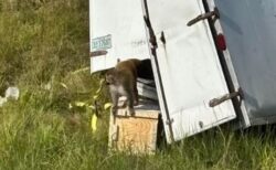 研究室でウイルス実験に使われていたサル、交通事故後にトラックから逃走