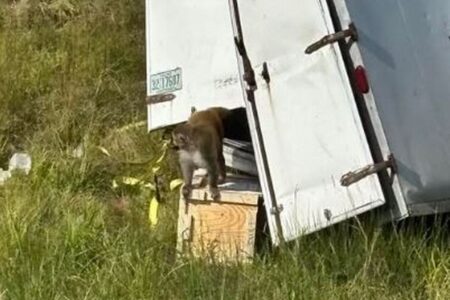 研究室でウイルス実験に使われていたサル、交通事故後にトラックから逃走